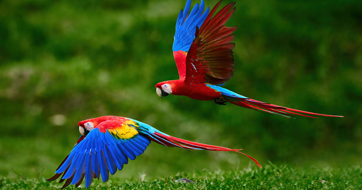 Macaws in flight
